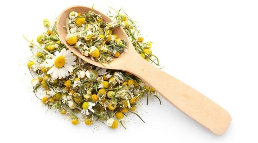 Dried chamomile flowers and wooden spoon on white background