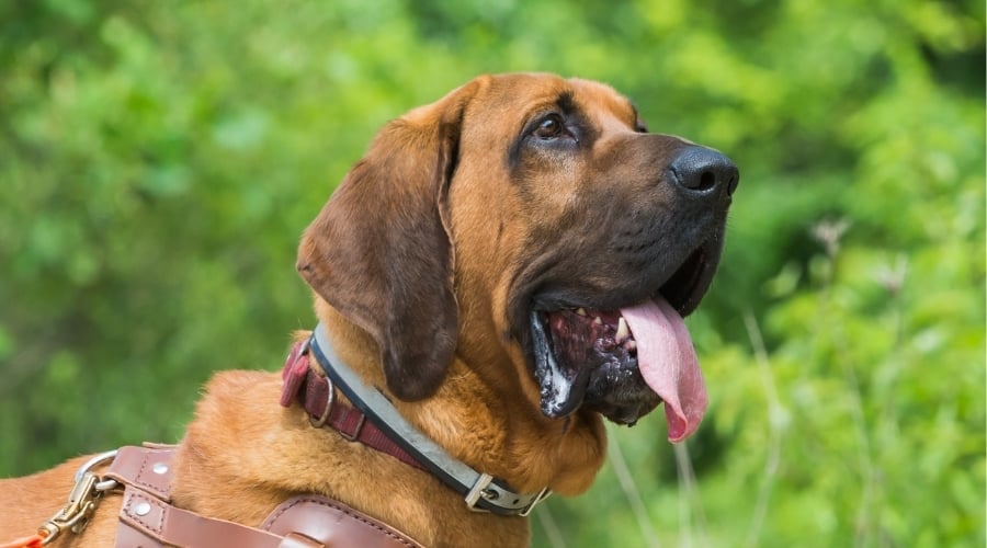 Drooling Dog Walking Outside