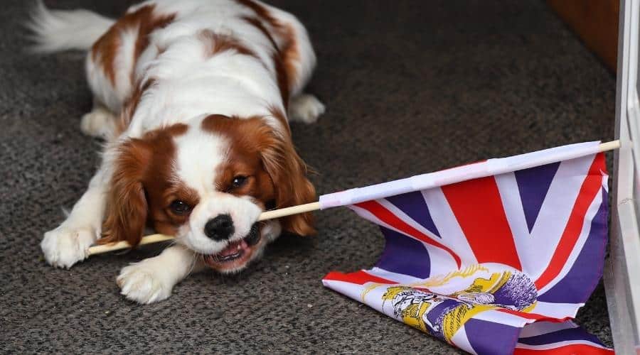 Duke, a cavalier King Charles puppy, plays with a Union Jack flag in the hallway