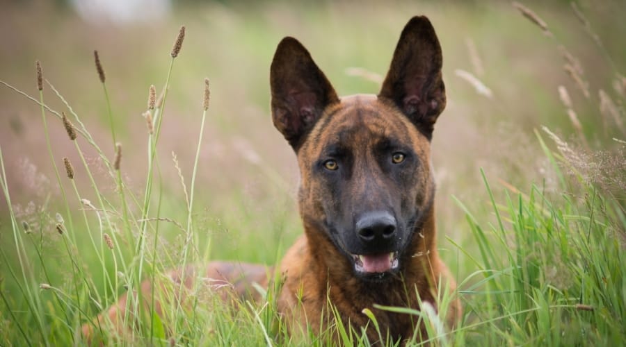 Dutch Shepherd Laying in Grass