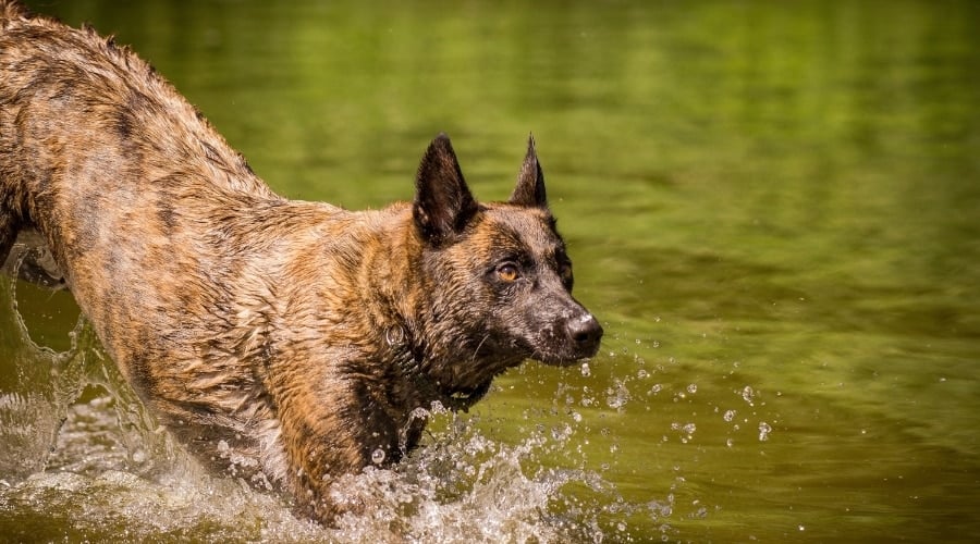 Dutch Shepherd Malinois Mix