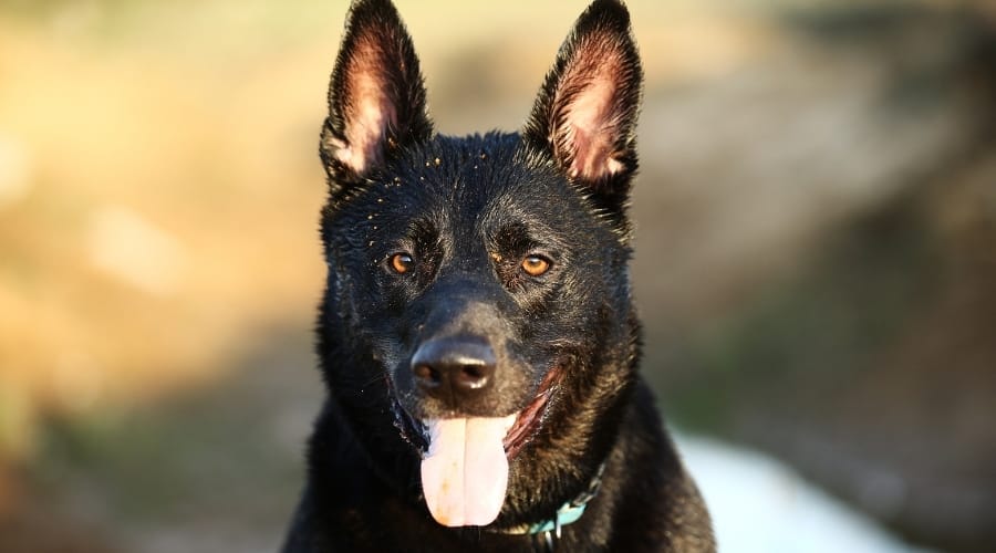 Dutch Shepherd Outdoors