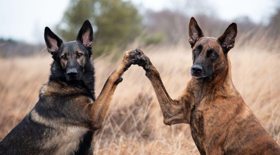 Dutch Shepherd vs German Shepherd in field