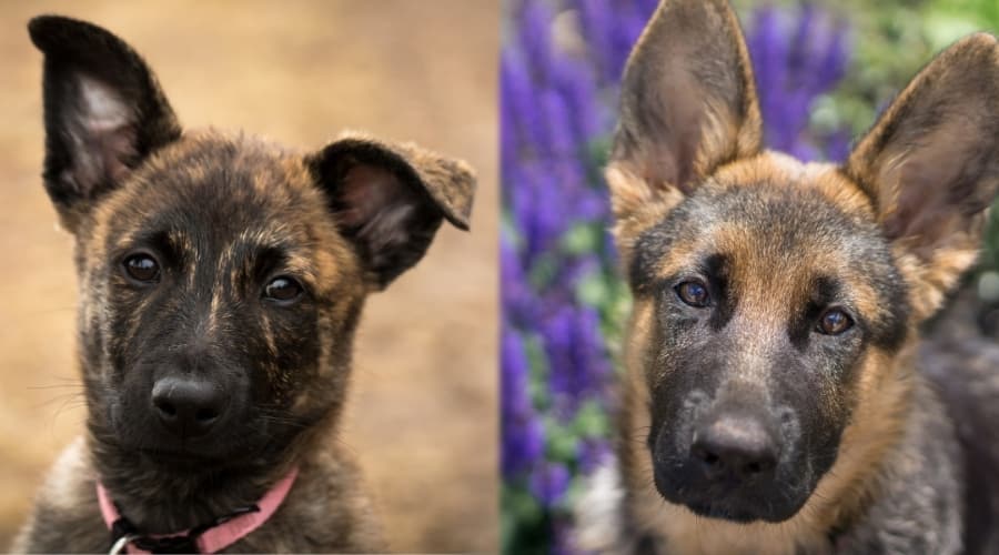 Dutch and German Puppies Outside