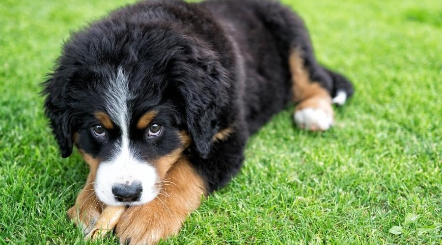 Eating Bernese Mountain Dog puppy on green grass