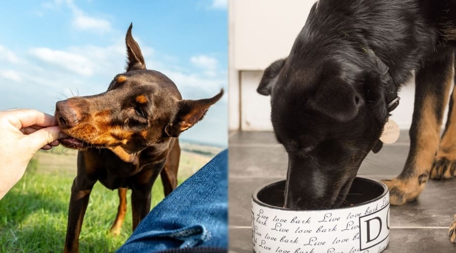 Eating Black and Rust Dogs