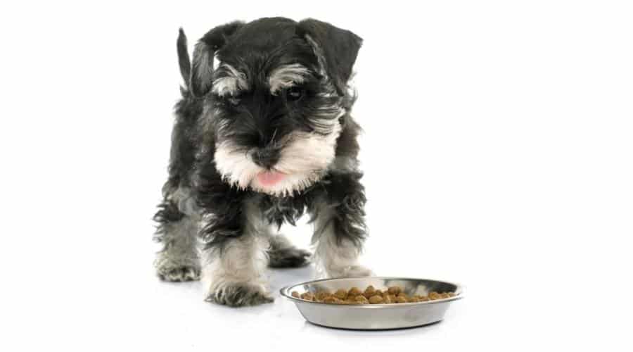Eating puppy Miniature Schnauzer in front of white background