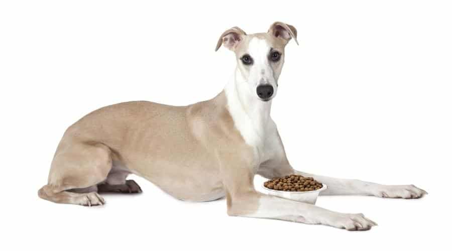 Eight months old Whippet dog with a bowl of kibble dog food against a white background.