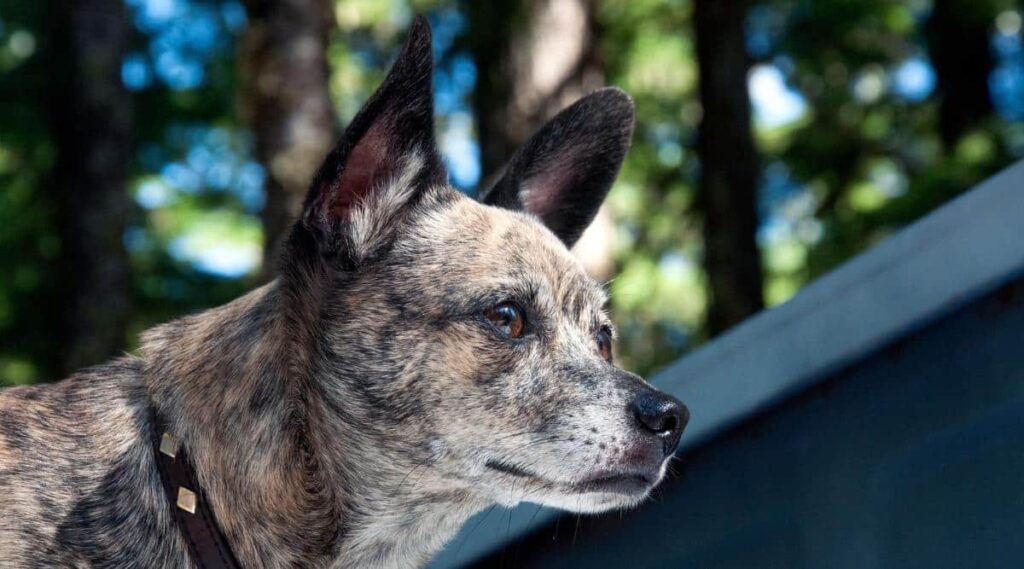 Elderly Rat Terrier Chihuahua Mix outside