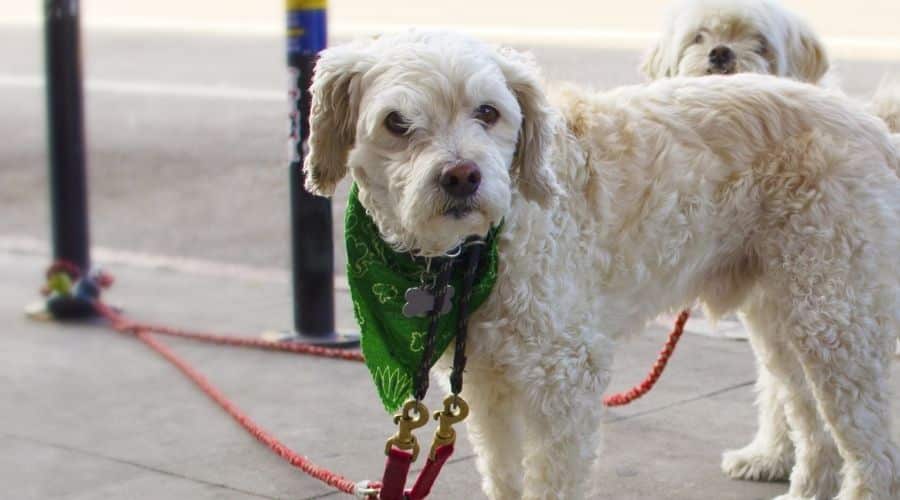 Elderly rescue white dog on leash outside