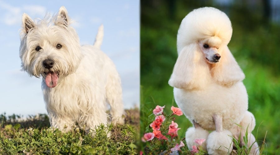 Elegant Dogs Standing Outside