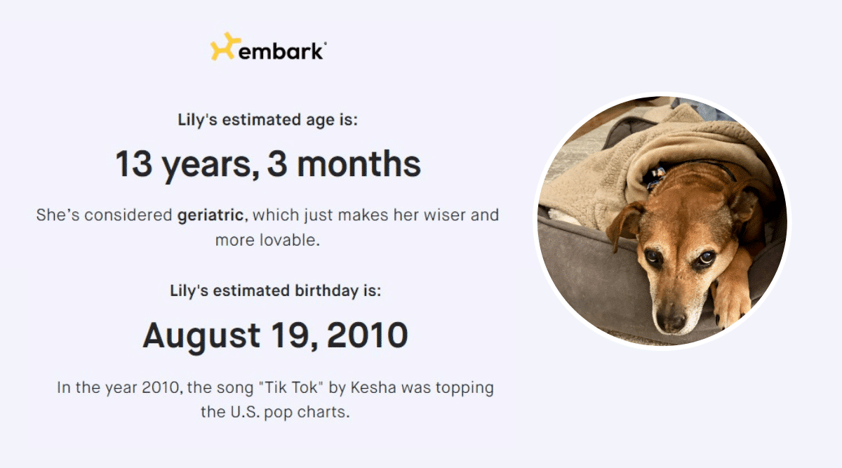 Embark DNA age test results screenshot and dog.