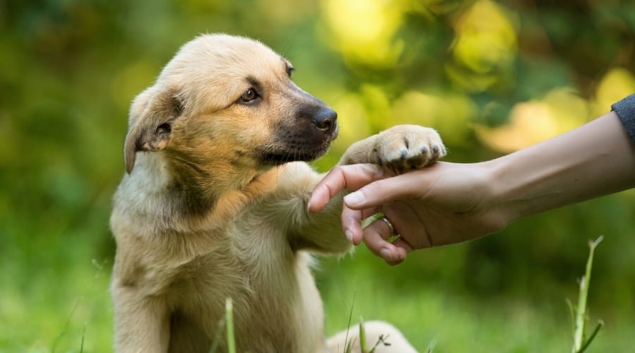 Empathizing Dog With Owner