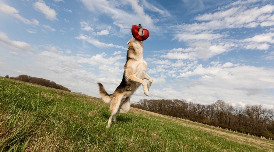 Energetic Dog Catching a Frisbee