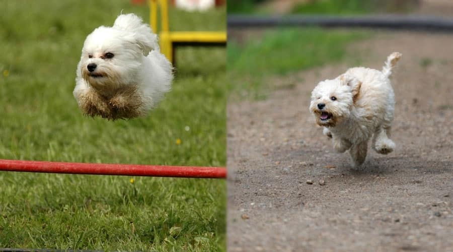 Energetic Dogs Running Agility Courses