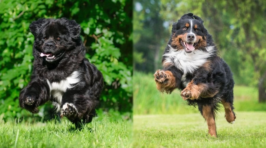 Energetic Dogs Running Outside