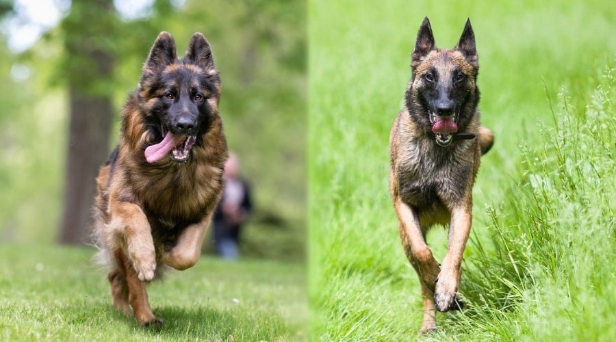Energetic Dogs Running in Fields