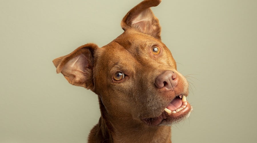 Energetic Labrabull