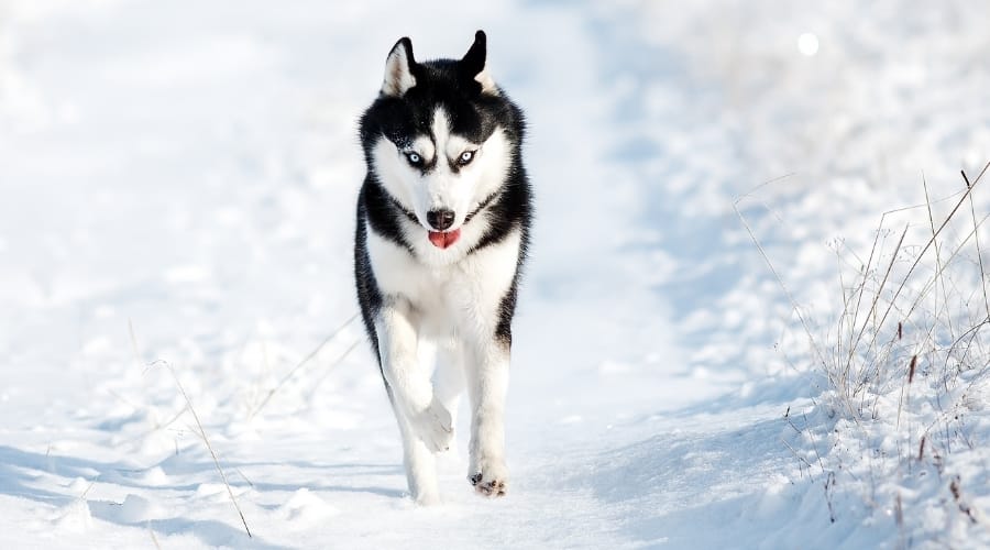 Energetic Siberian Husky Running Outdoors