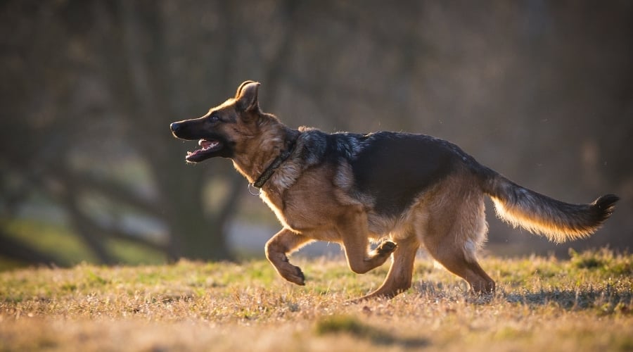 Energetic Tan and Black Dog Running Outdoors