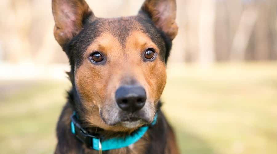 English Bull Shepherd
