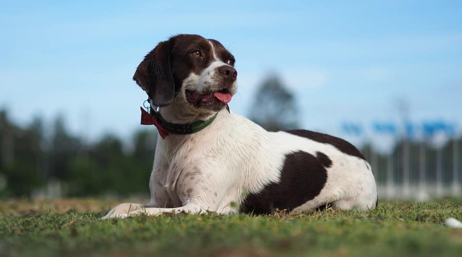 English Bull Springer