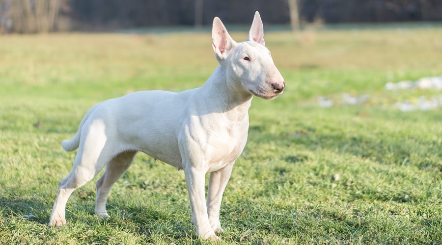 Dangerous English Bull Terrier