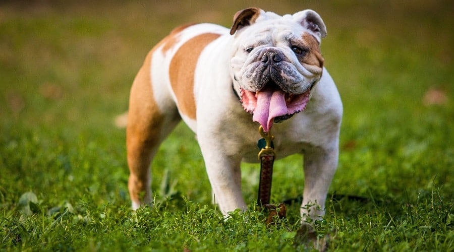 English Bulldog with spots