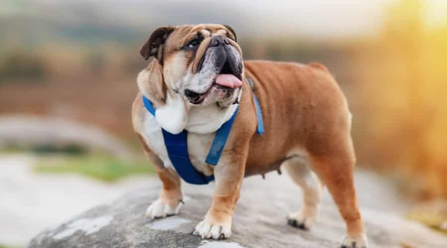 English Bulldog Outdoors Walking in Harness