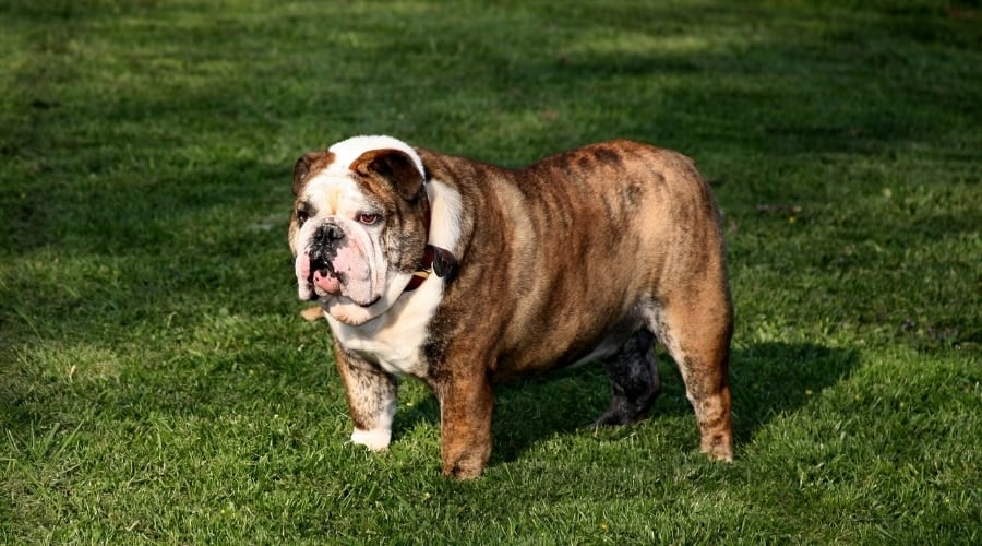 English Bulldog Outside