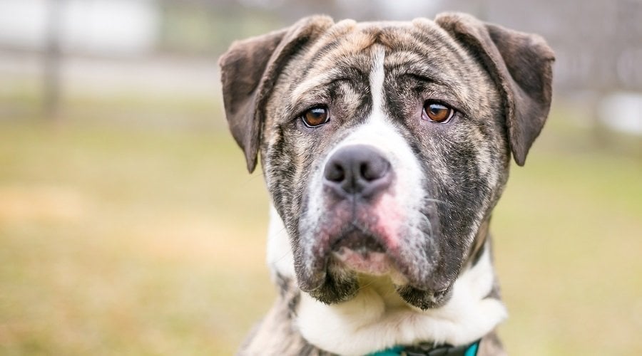 English Bulldog Pitbull Mix