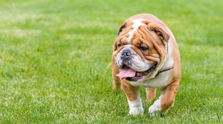 English Bulldog Walking on Grass