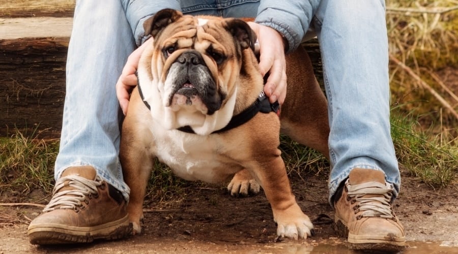 English Bulldog at Rescue Center