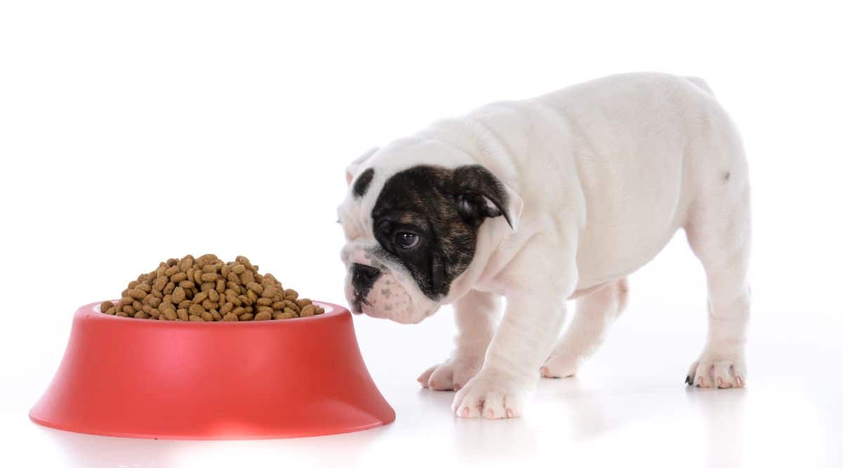 how much to feed english bulldog puppy