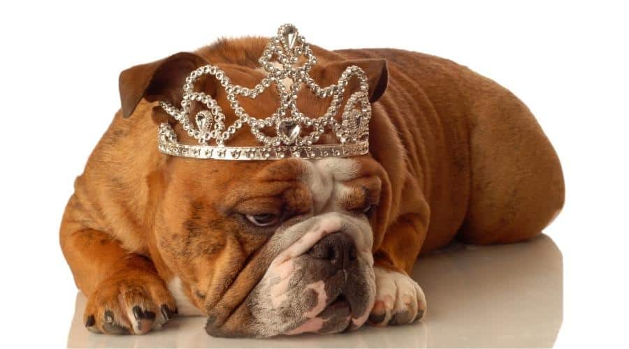 Bulldog wearing crown.