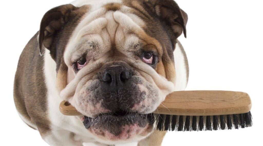 Bulldog holding a wooden bristle brush in its mouth.