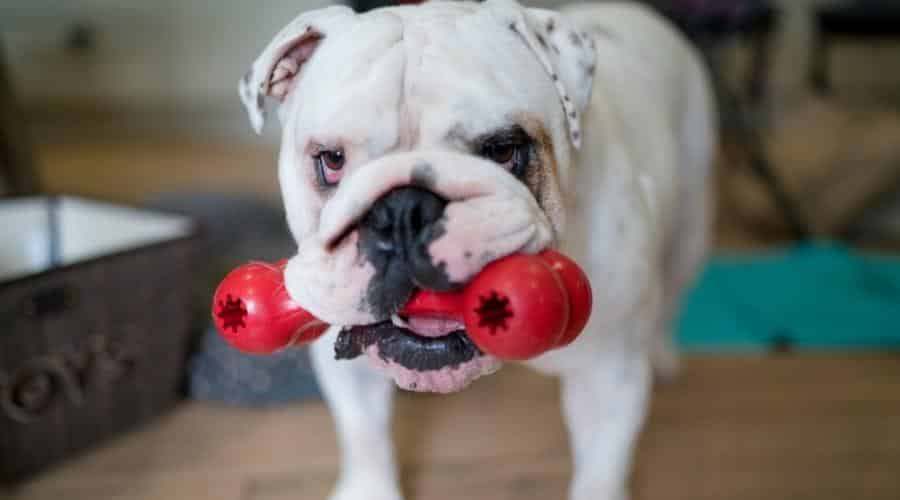 English Bulldog with kong bone