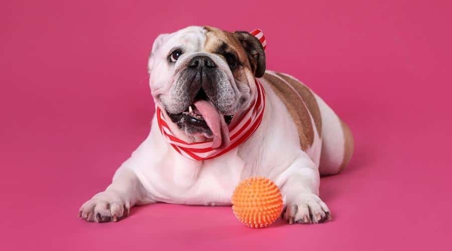 English Bulldog with rubber orange ball