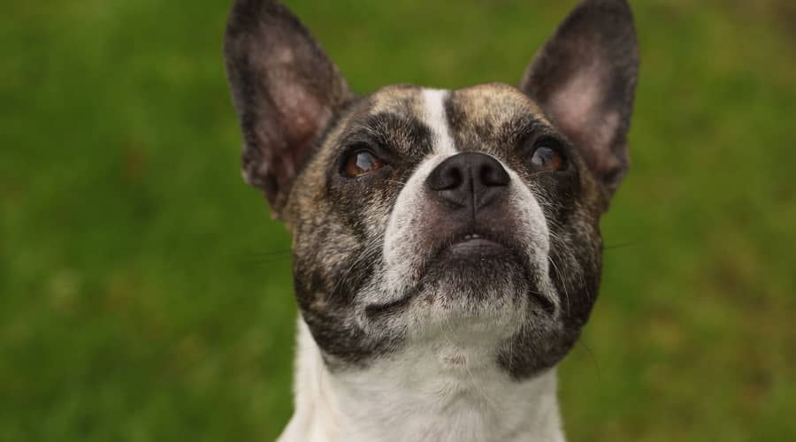 English Bullhuahua