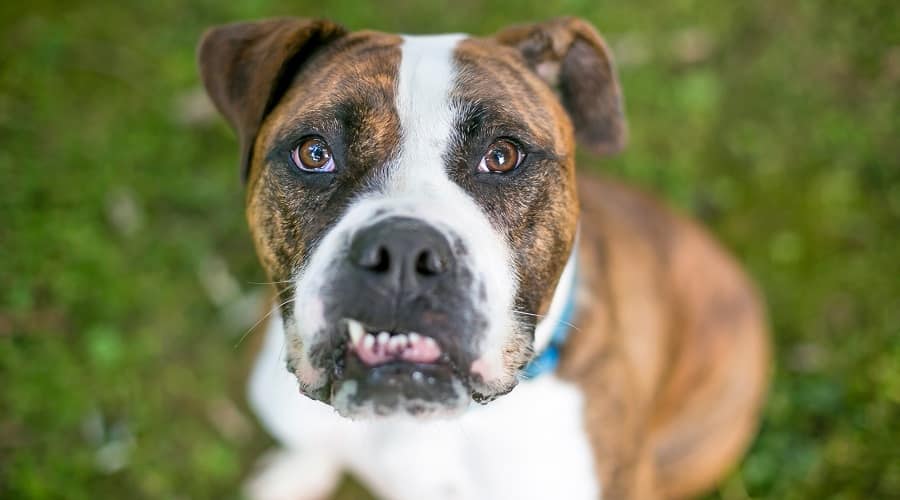 English Bullpit