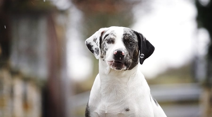 English Catahoula