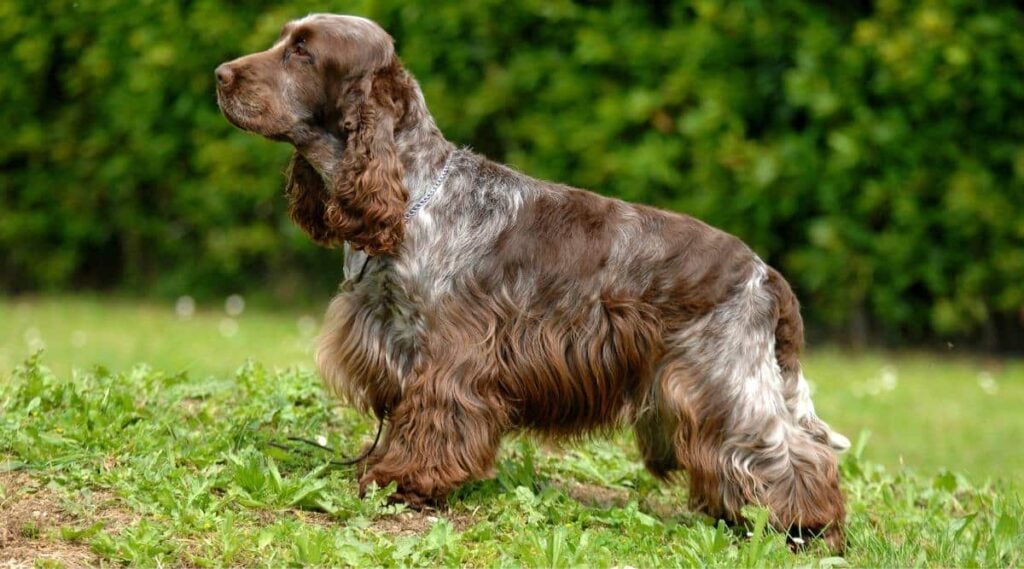 English Cocker Spaniel standing in grass