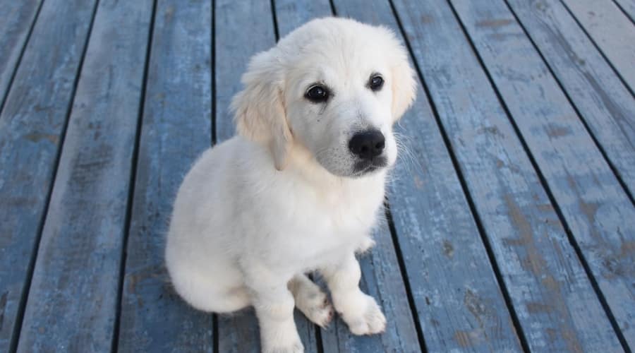 English Cream Golden Retriever Puppy Sitting.
