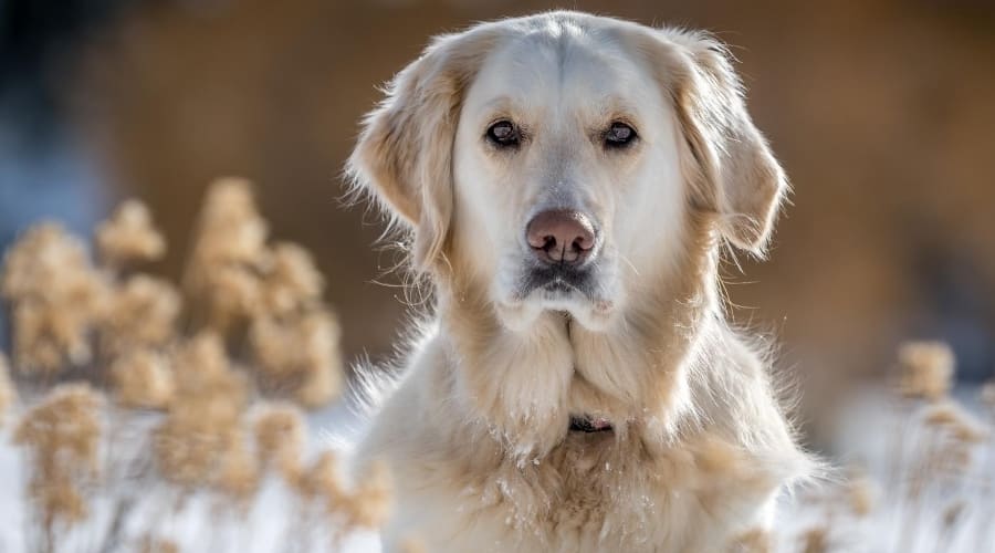 English Cream Golden Retriever in Snow.