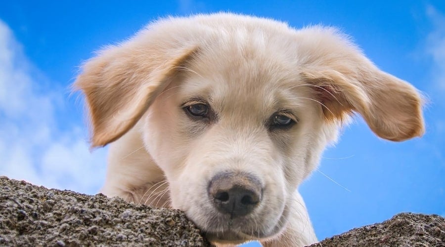 English Cream Retriever Looking Down