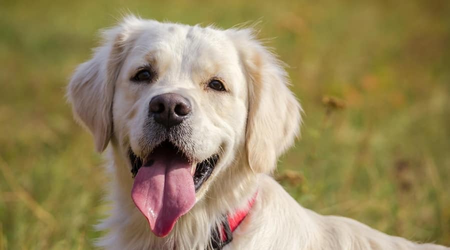 English Cream Retriever Outdoors.
