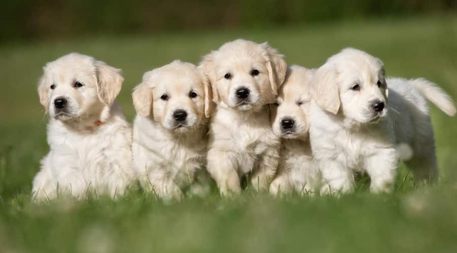 English Cream Retriever Puppies