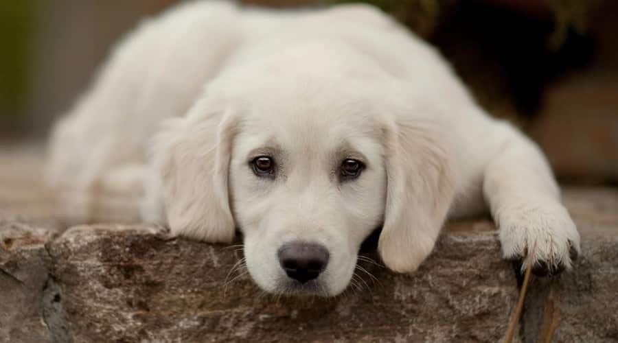 English Cream Retriever Puppy.