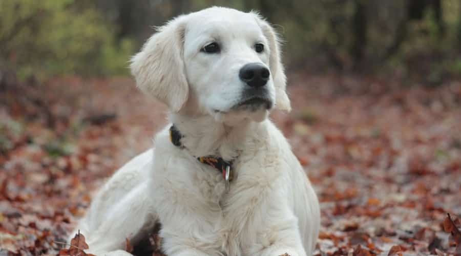 English Cream Retriever Sitting