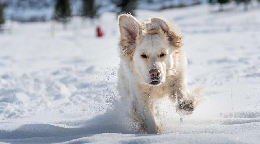 English Cream Retriever in Snow